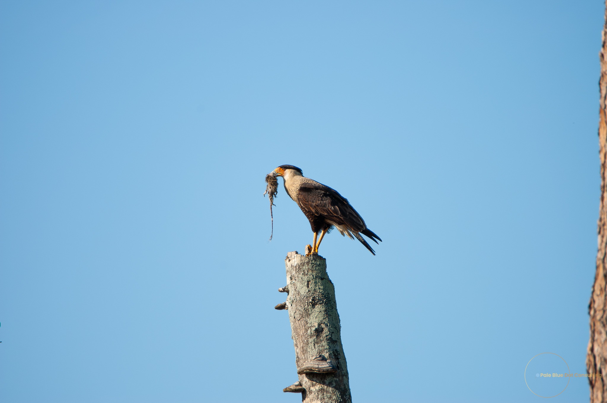 The Crested Caracara: Florida’s Bold and Protected Raptor 