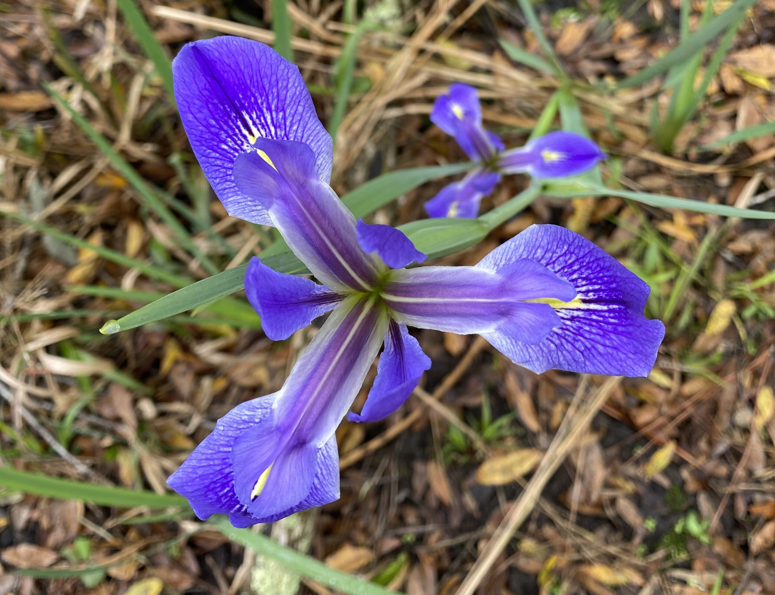 The Irises of Florida: Jewels of Wetlands and Waterways