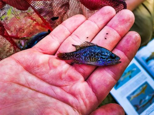 Bluegill sunfish Lepomis macrochirus bream fish survey species diversity water quality ichthyological