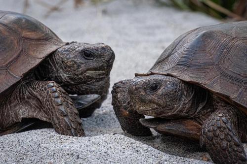 Gopher Tortoise Survey Relocation Listed Species Gopherus polyphemus