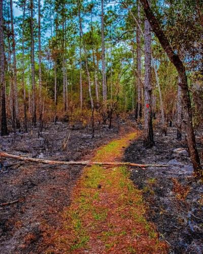 Land Management Invasive Species Management Mitigation Monitoring Fire Ecology