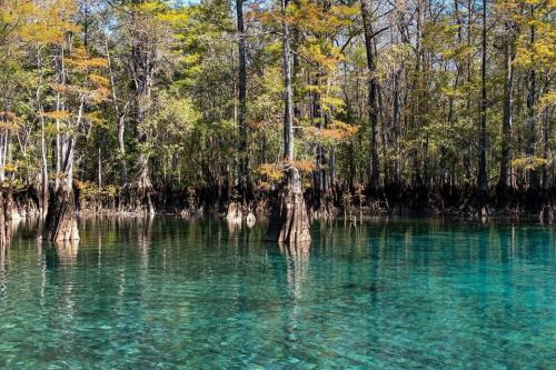 Morrison Spring Walton County Cypress Taxodium distichum ascendens springrun springshed florida aquatic ecology