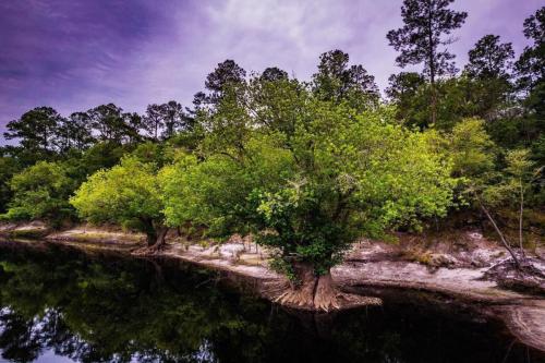 Stream condition index river macroinvertebrates species diversity tupelo ogeechee